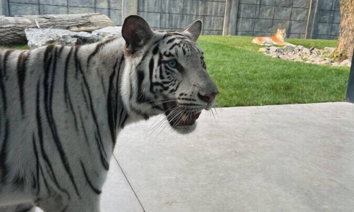Town of Sullivan House | Big Cat Bungalows at The Haven - Tiger 2