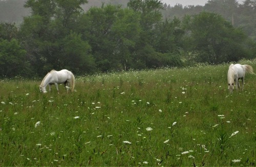 Mount Liberty RV Rental | Affordable , Beautiful Farm Stay Campground in Amish Country, Tent Camping