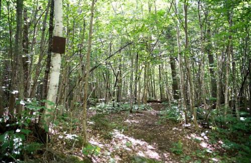 Chatham Other | Authentic Tipi Set in the Stunning Woodland of the White Mountain National Forest, New Hampshire