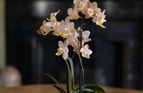 Canandaigua Bed & Breakfast | B&B at Oliver Phelps