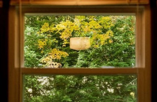 Tylersburg Cottage | Coon Creek Cottage minutes from National Forest