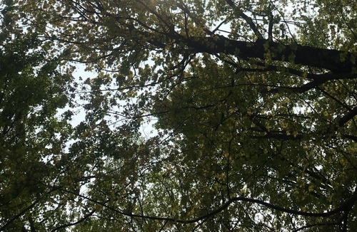 Westford Apartment | Nestled among the trees, perched and tucked away is Peregrine's Perch
