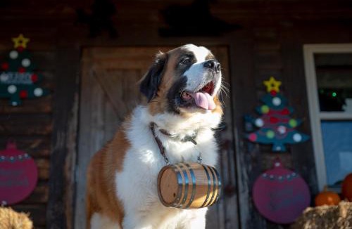 Cecil House | Rural life on a real Christmas tree farm! Hallmark experience!