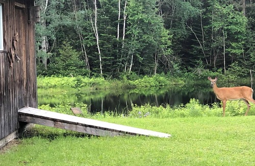 Juniper Cottage | Tranquility Lodge- Pet-Friendly