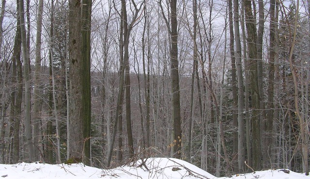 Allegany State Park Rental in the Forest