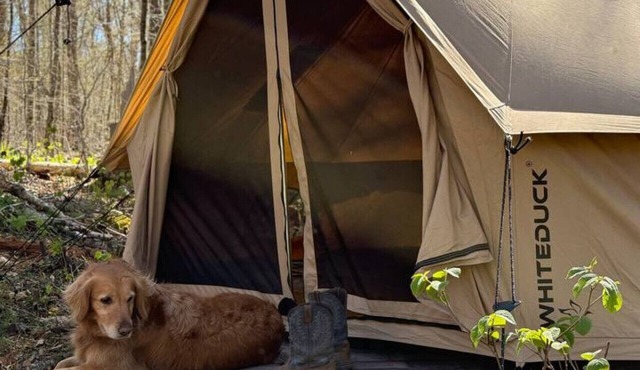 Tent in Indian Lake+Pet Friendly+Brookside