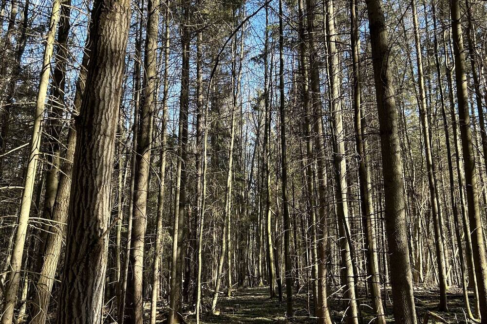 Photo of Others in Prattsburgh