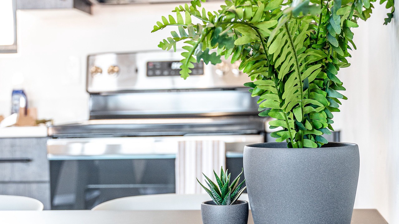 Photo of Kitchen in Torrey