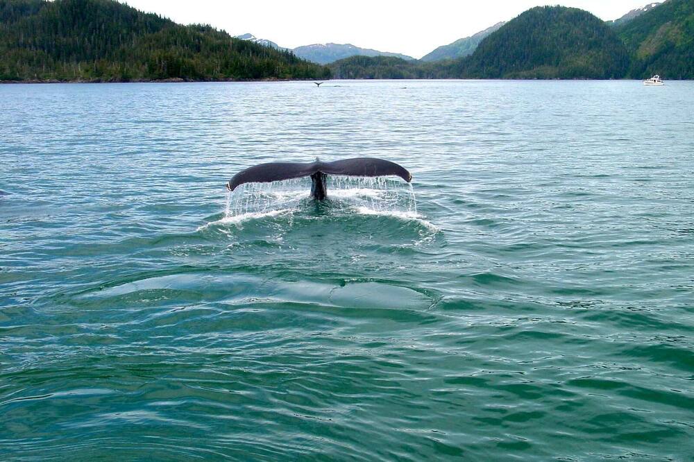 Photo of Others in Seward