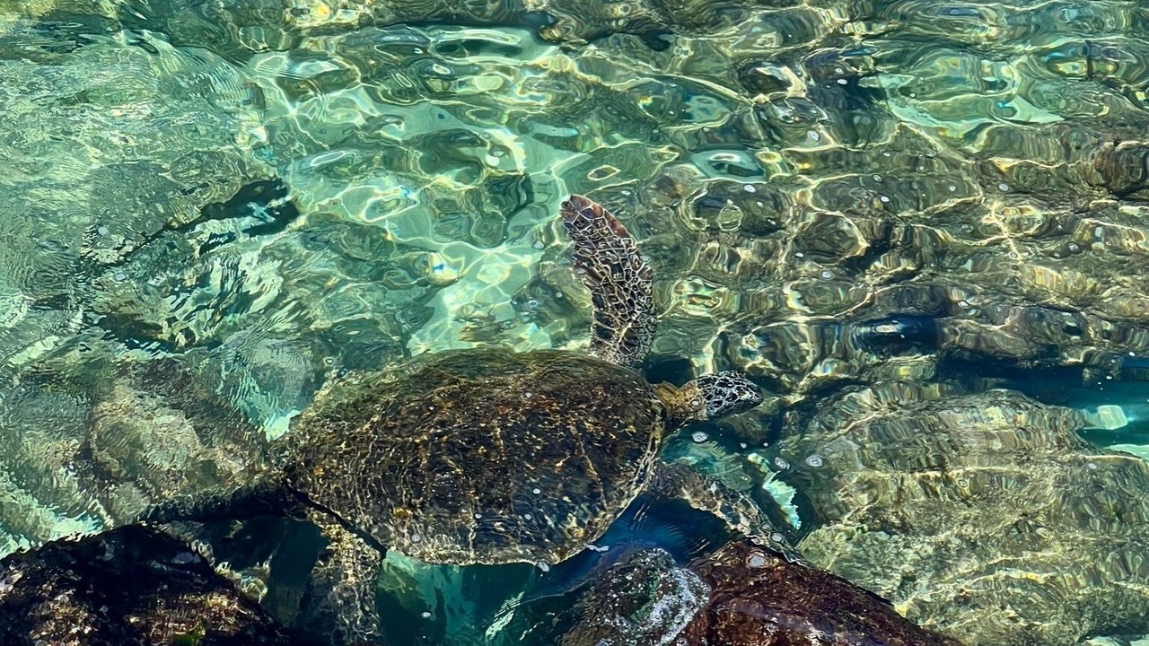 Photo of Others in Kahana