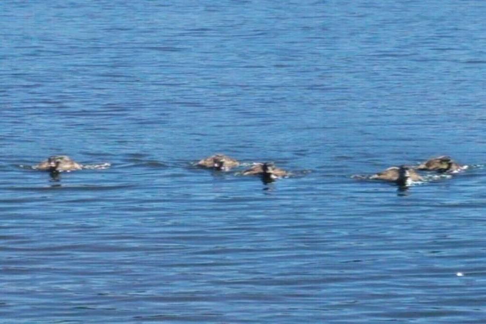 Photo of Others in Edinboro