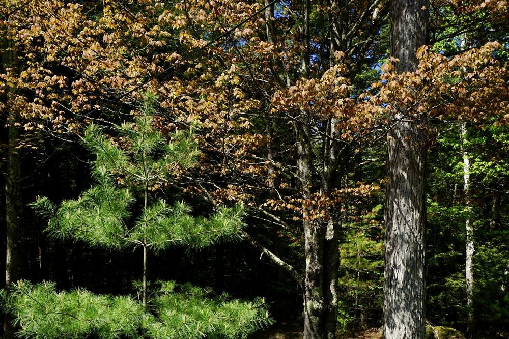 Photo of Outdoor in Bolton Landing