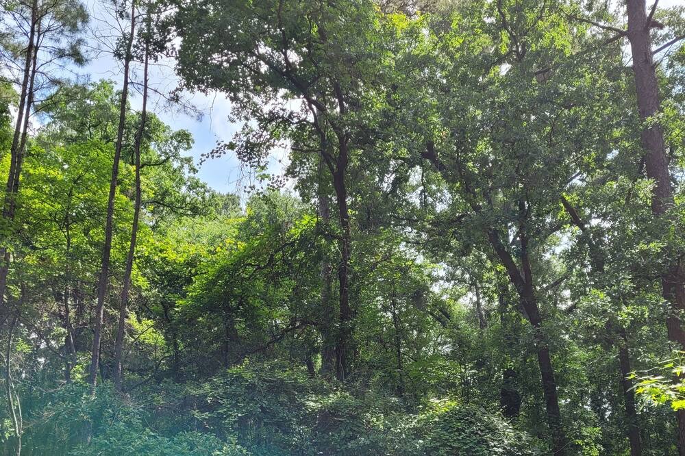 Photo of Others in Holly Lake Ranch