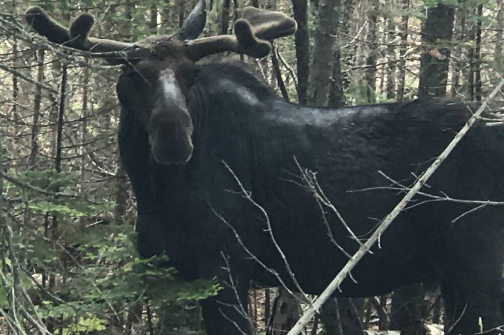 Photo of Outdoor in Sunday River Area