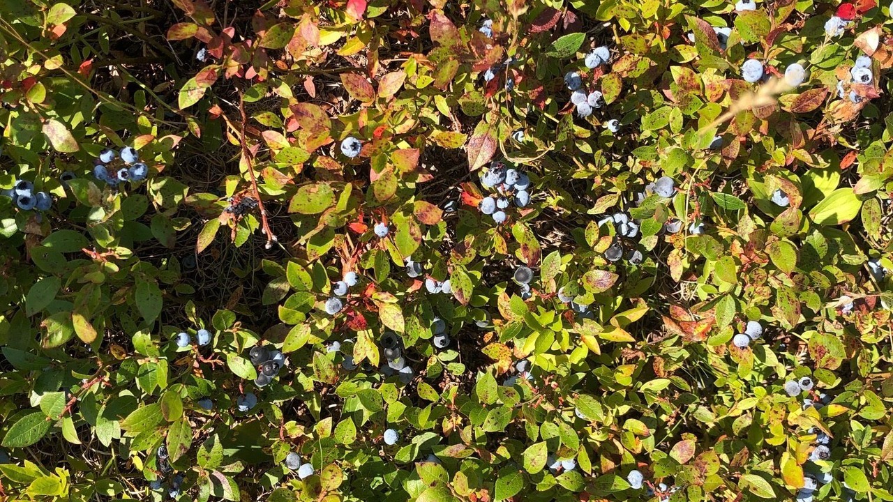 Photo of Outdoor in Rockport
