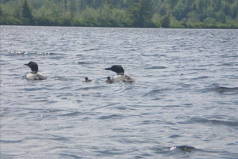 Photo of Others in Rangeley