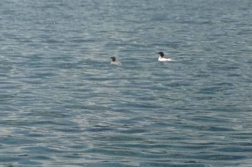 Photo of Others in Silver Bay