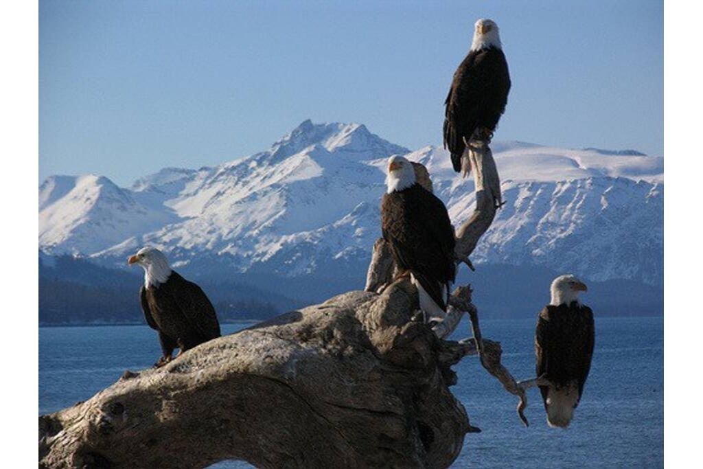 Photo of Others in Fritz Creek