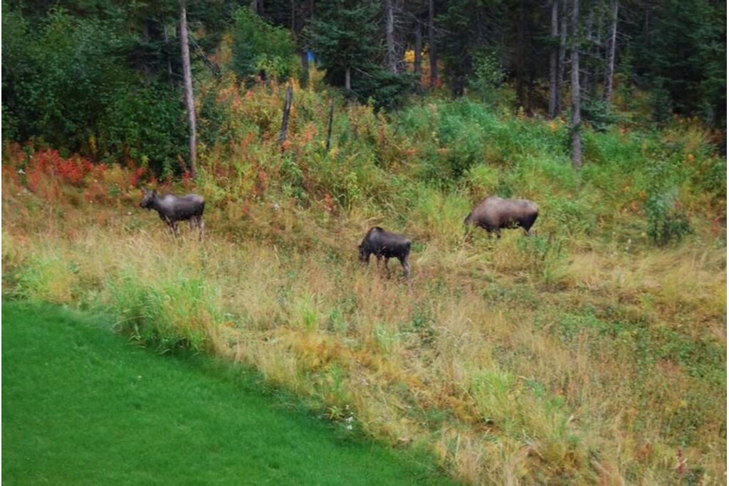 Photo of Outdoor in Fritz Creek