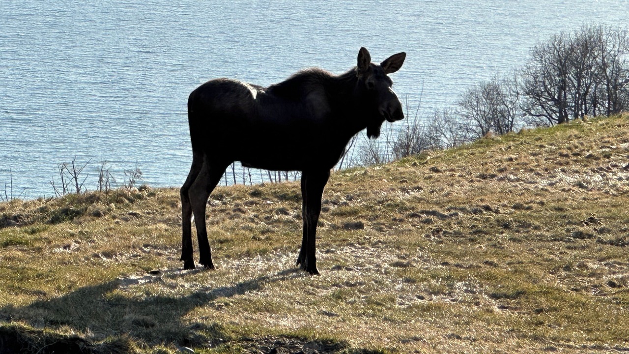 Photo of Outdoor in Homer