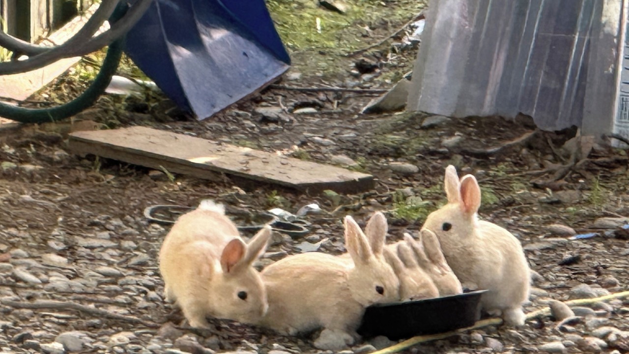 Photo of Others in Homer