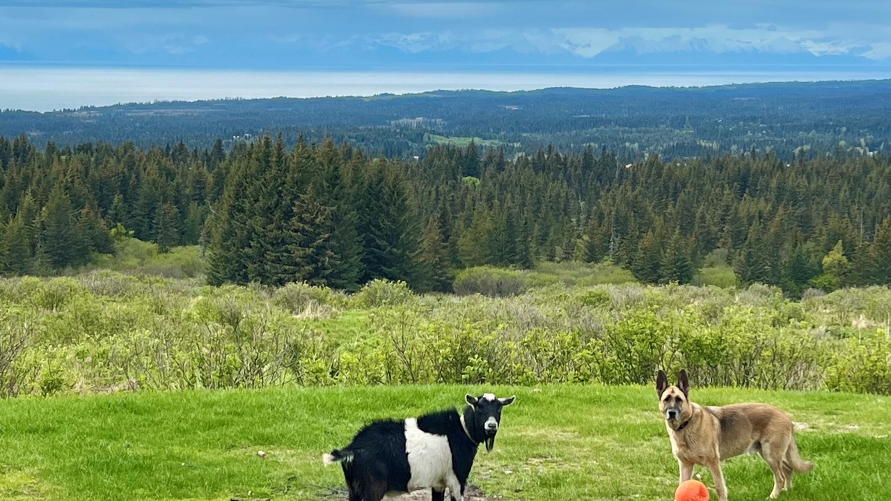 Photo of Others in Diamond Ridge
