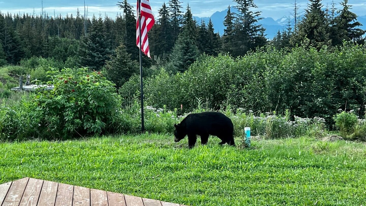 Photo of Outdoor in Homer