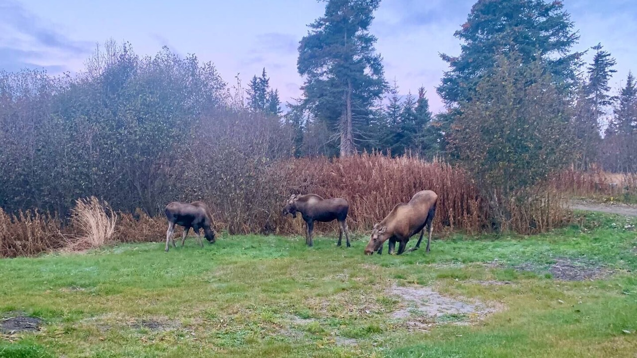 Photo of Others in Homer