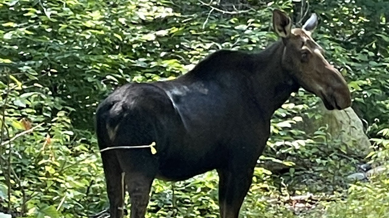 Photo of Outdoor in North Penobscot