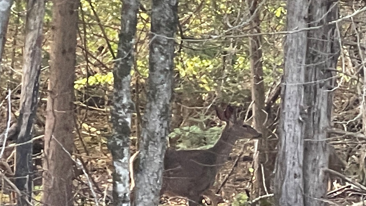 Photo of Others in East Holden