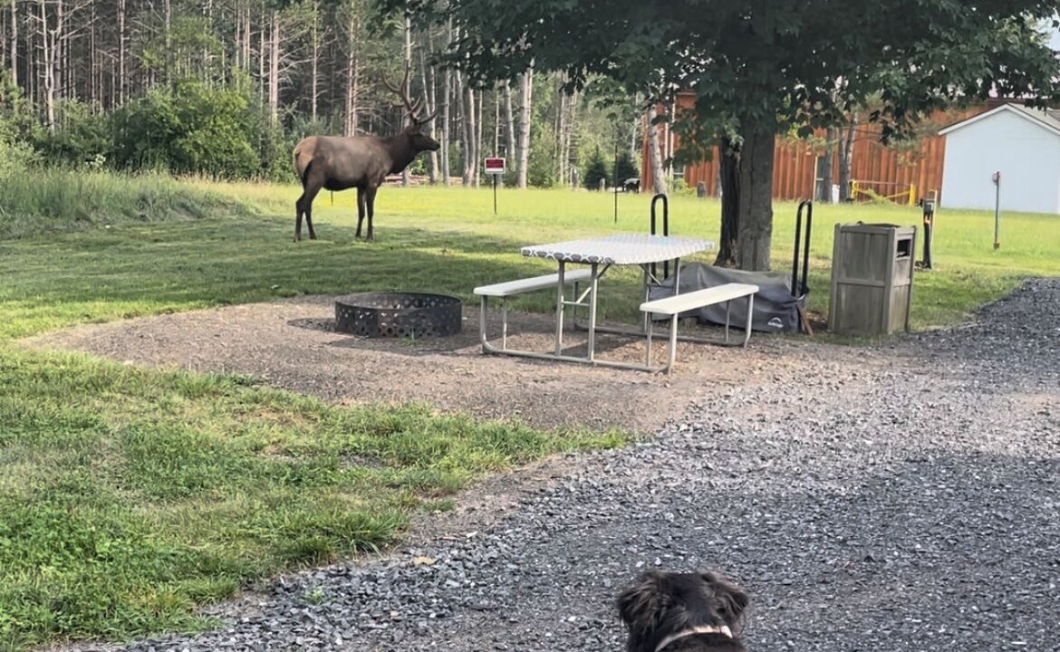 Photo of Outdoor in Benezette