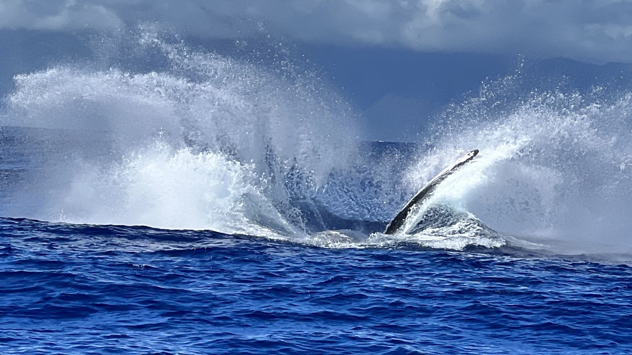 Photo of Outdoor in Honokowai