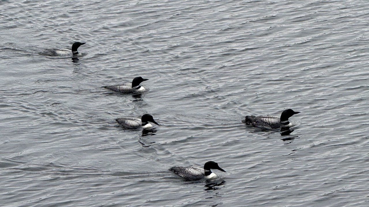 Photo of Others in Damariscotta