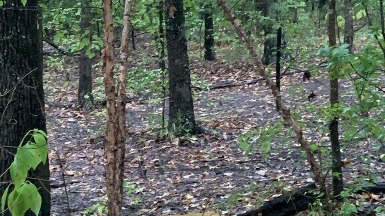 Photo of Outdoor in Wood County