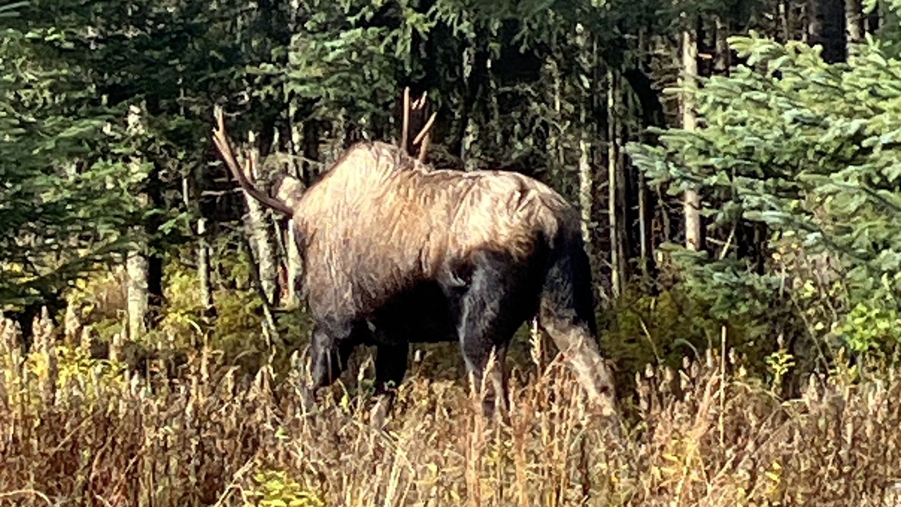 Photo of Outdoor in Kachemak