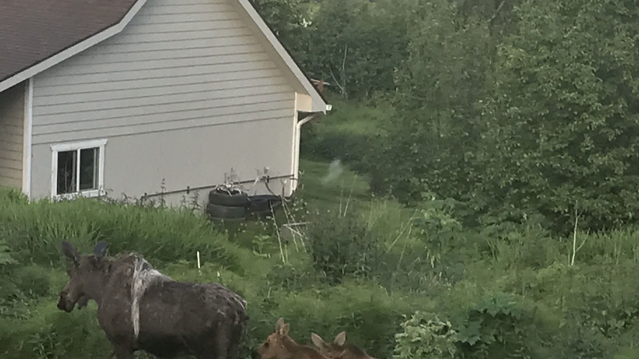 Photo of Others in Kachemak