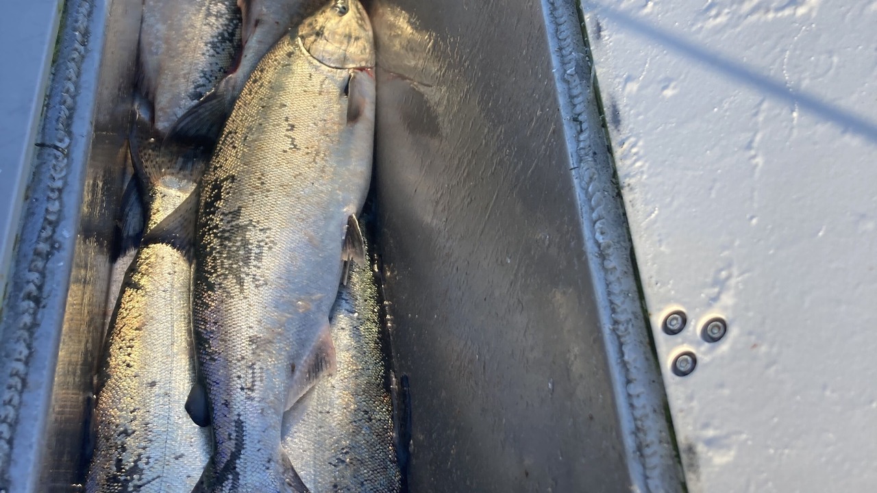 Photo of Outdoor in Kachemak