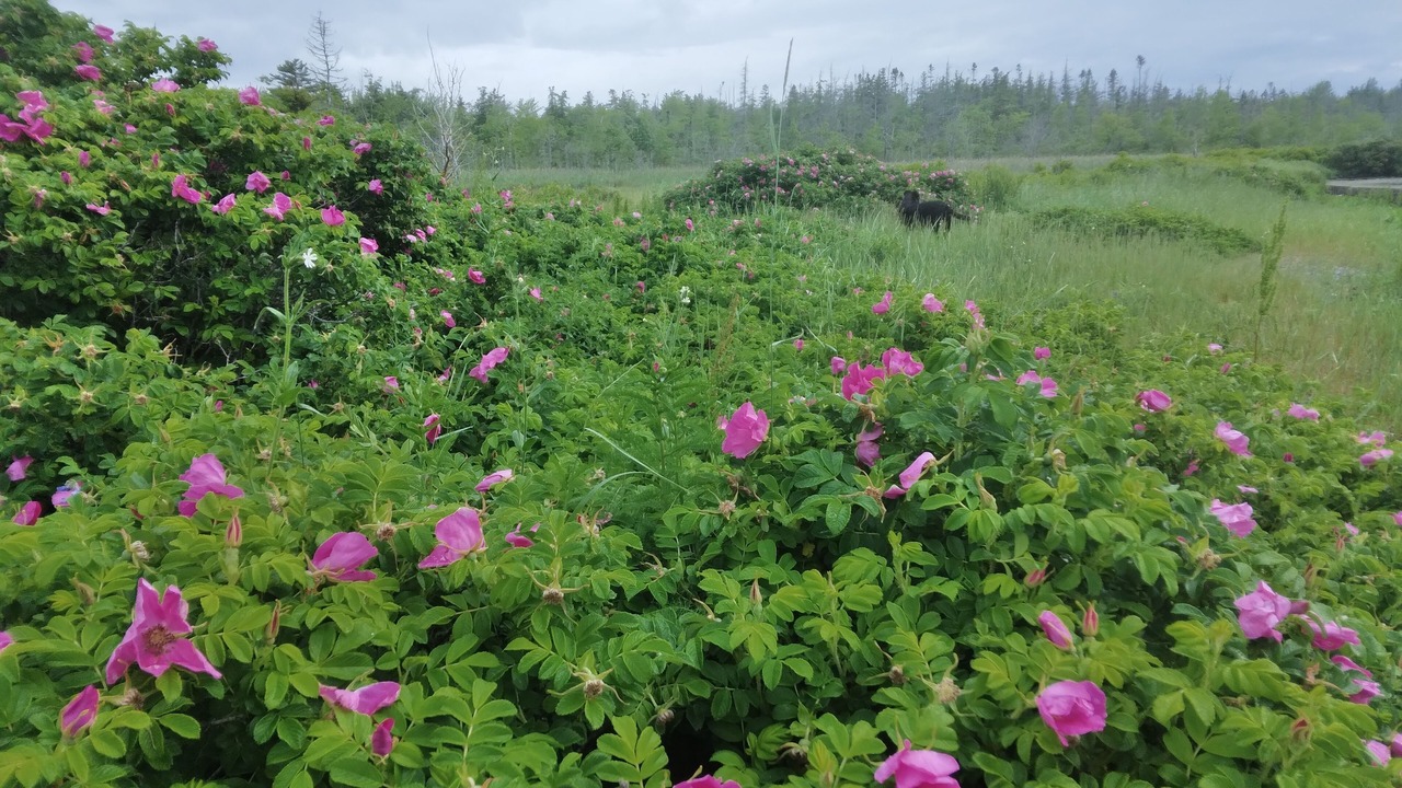 Photo of Outdoor in Gouldsboro