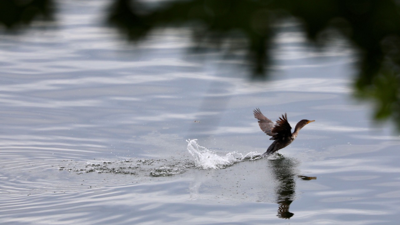 Photo of Others in Round Pond