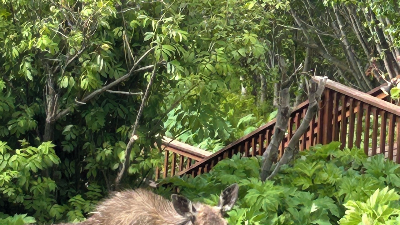 Photo of Outdoor in Homer