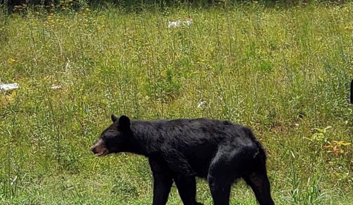 Photo of Others in Clayton