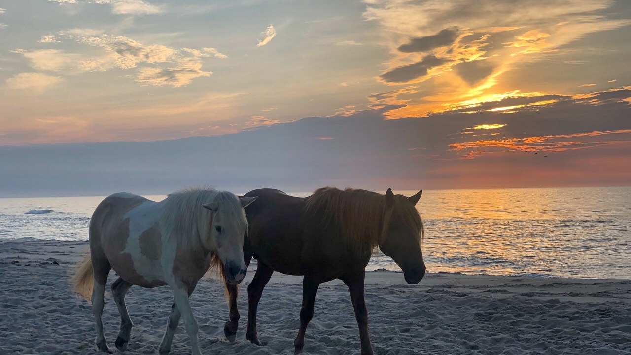 Photo of Others in West Ocean City