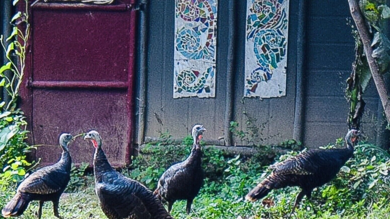 Photo of Others in Asheville