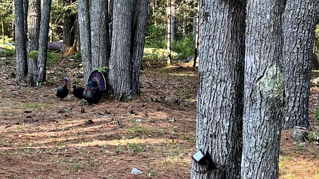 Photo of Others in Lamoine