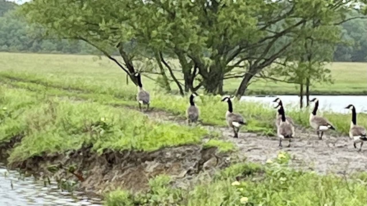Photo of Others in Adair