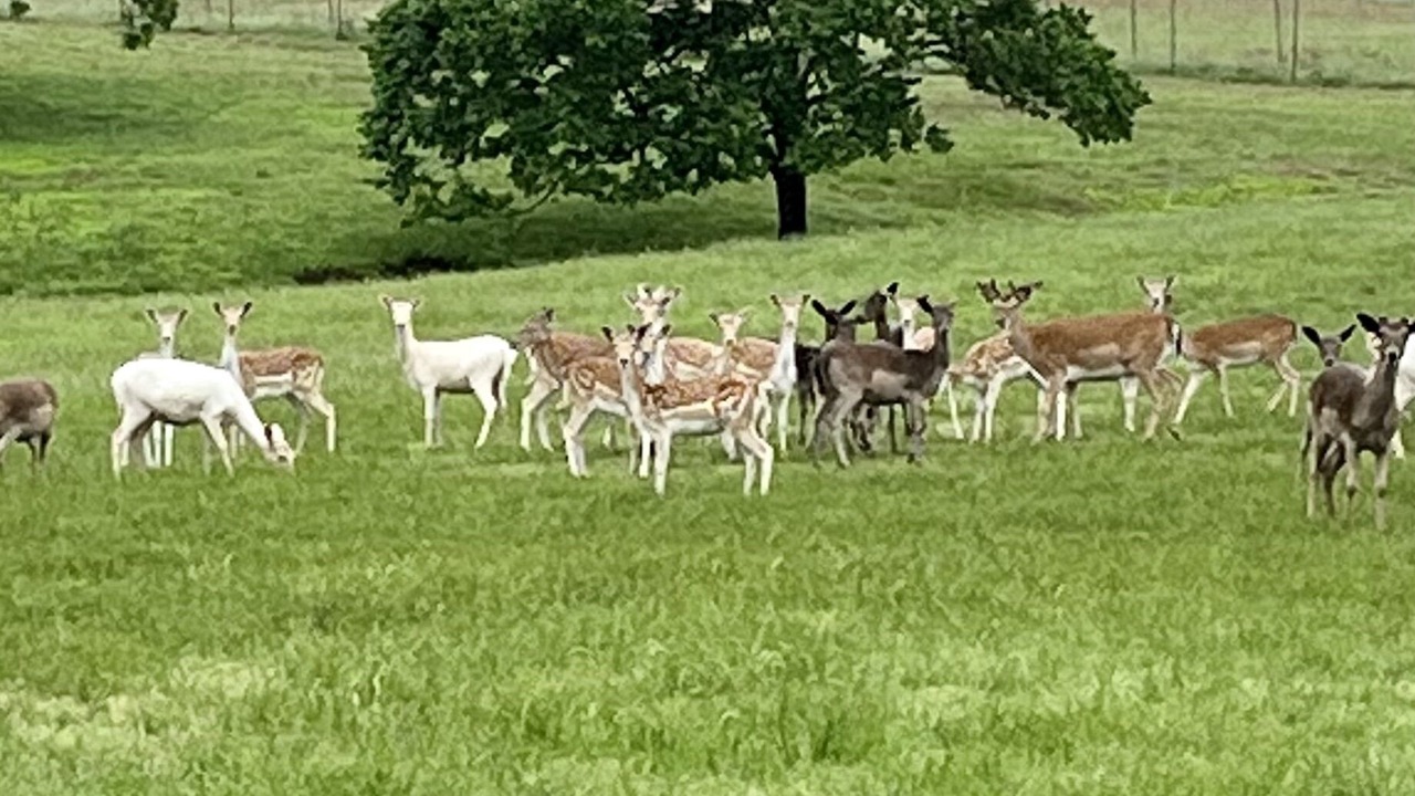 Photo of Others in Adair
