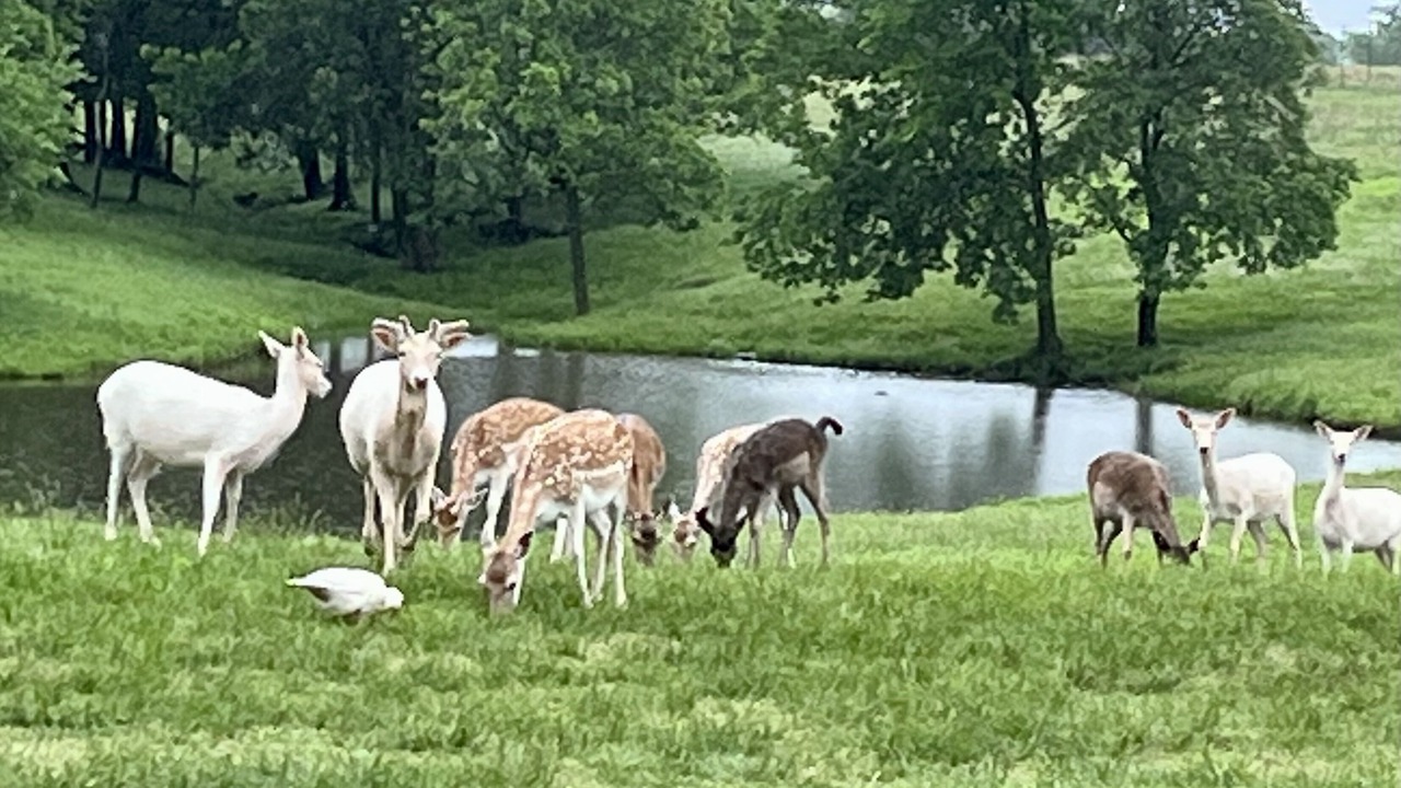Photo of Others in Adair