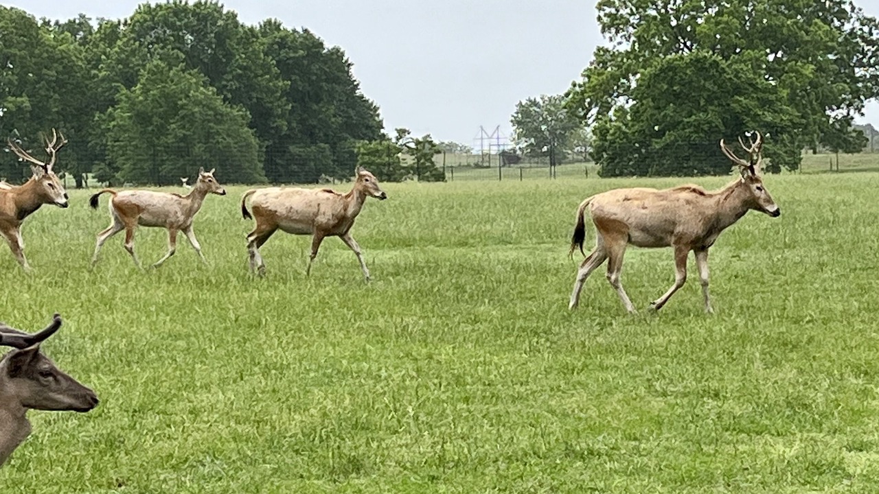 Photo of Others in Adair