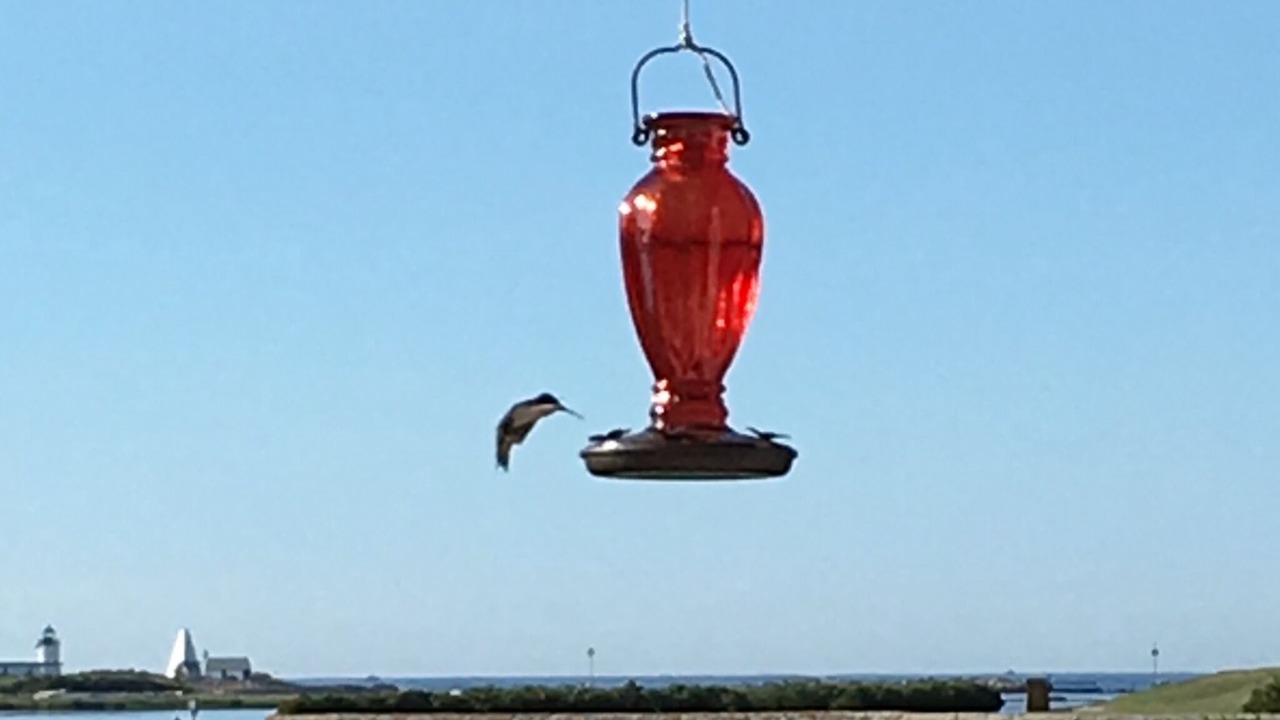 Photo of Others in Cape Porpoise