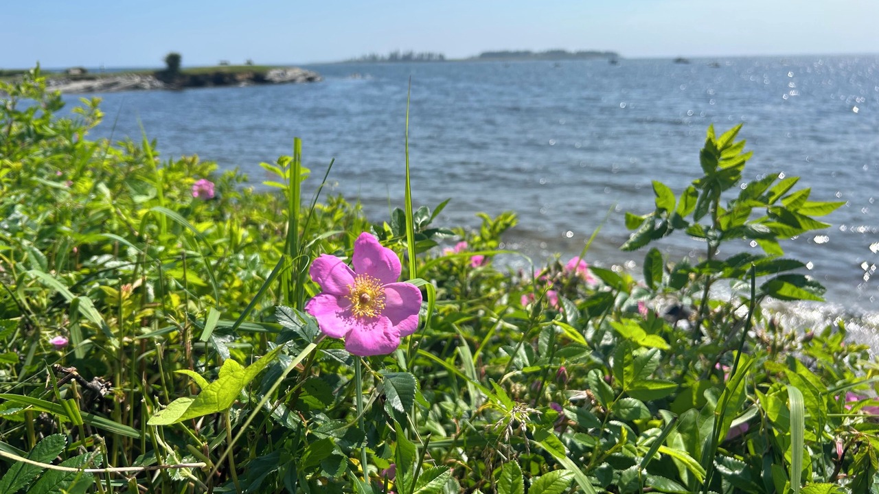 Photo of Outdoor in Cape Elizabeth